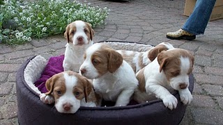 Brittany puppies in bed