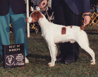 Little Jax, in the show ring