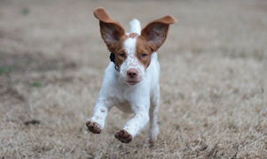 Chloe running with ears in air