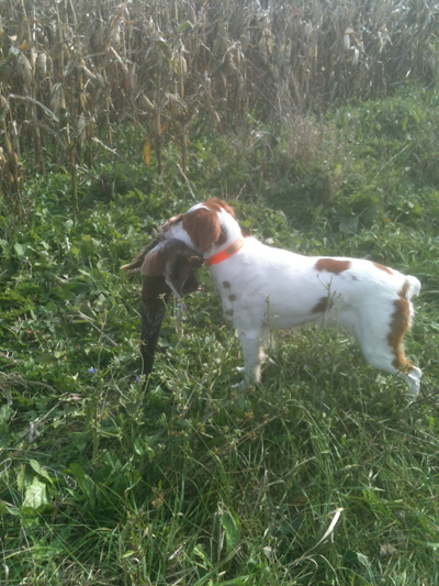 Greta pheasant in mouth