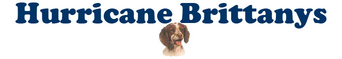 Hurricane Brittanys web header