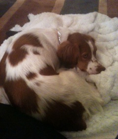 Mel laying on a blanket