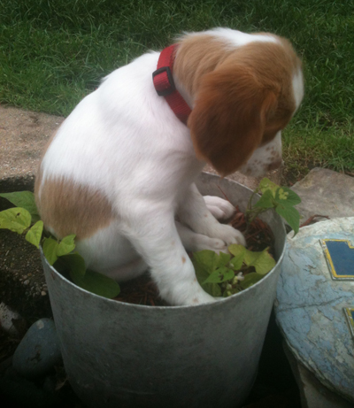Hurricane Brittany with pail