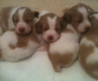 Hurricane Brittany puppy litter