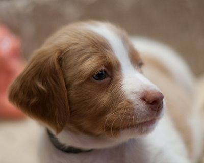 Hurricane Brittany puppy face close up