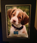 cute Brittany puppy photo in frame