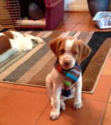 Brittany puppy wearing a scarf