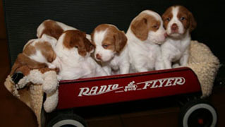 Hurricane Brittany puppies in Radio Flyer wagon